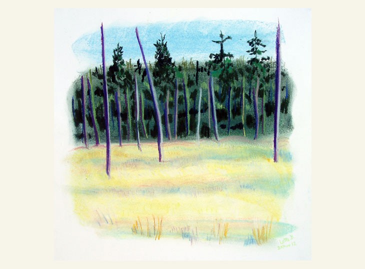 Lysning Tisvilde Hegn